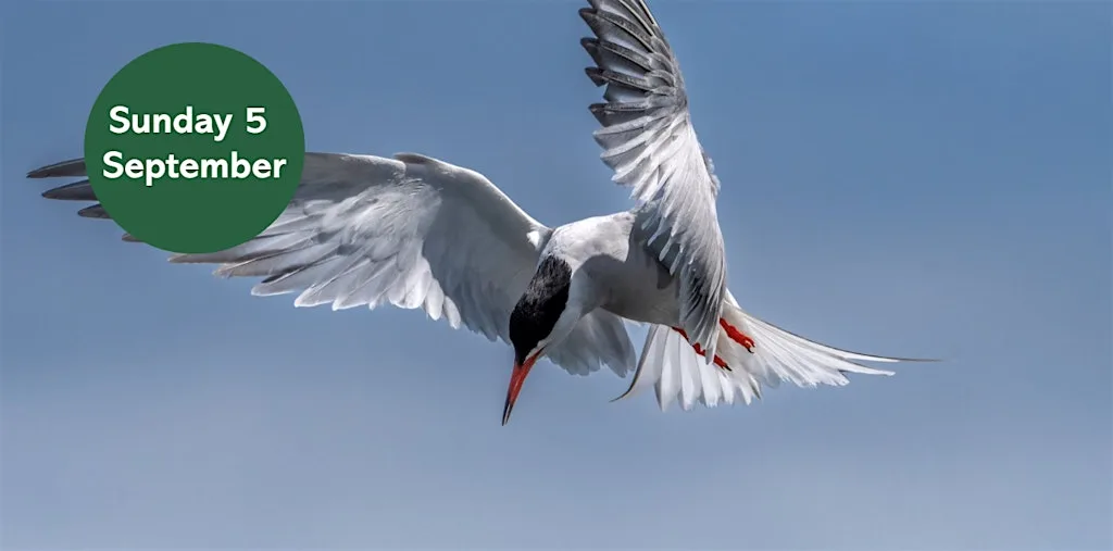 Summer Bird Walk: Migrating Birds at St Mary's Island