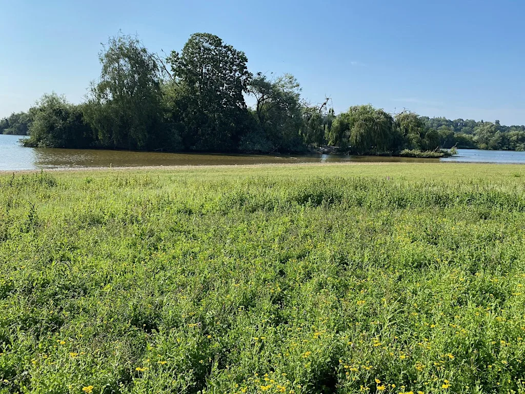 Spade Oak: Conservation Morning at Muschallik Road
