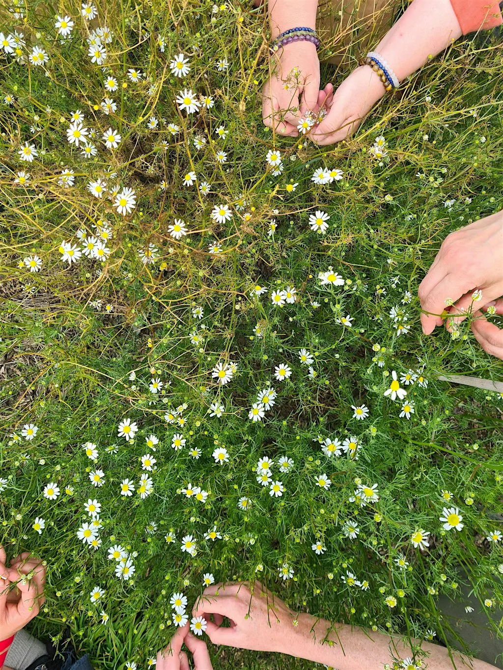 Plant Allies Immersion: Chamomile