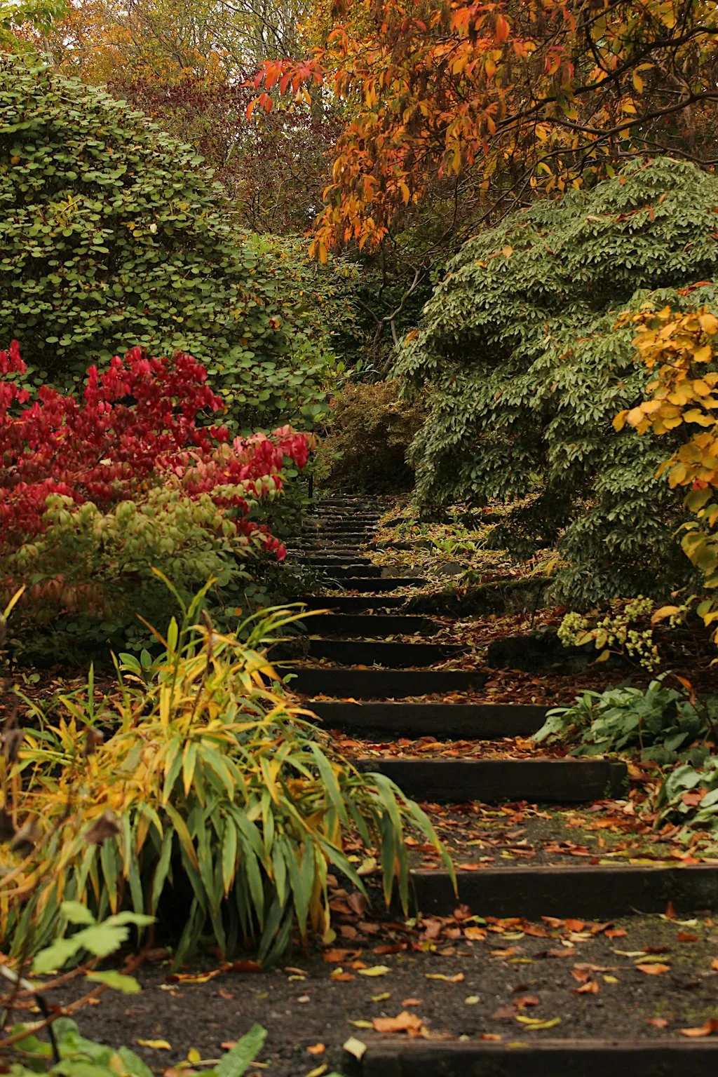Autumn colour in the garden at Branklyn Garden