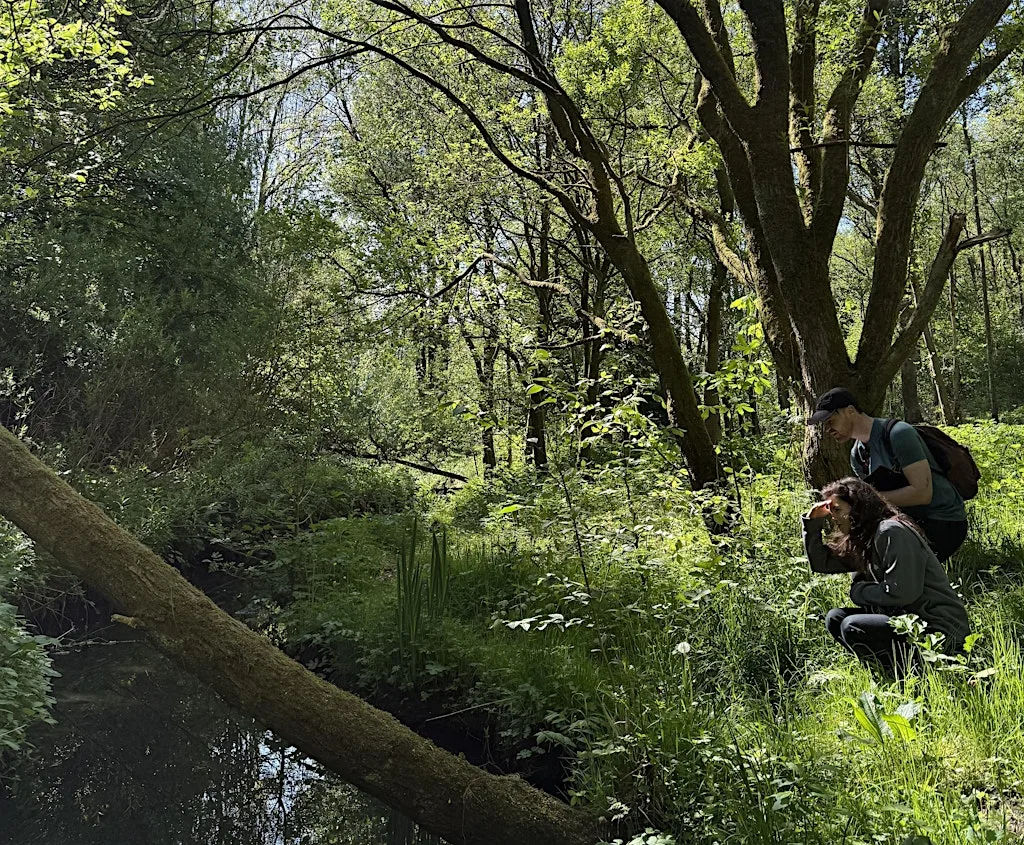 Nature BioBlitz at Hatchett's Wood, Manchester at Hatchetts Wood