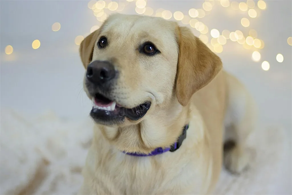 Canine Partners Christmas Service - Scotland at The Sanctuary, Falkirk Trinity Church