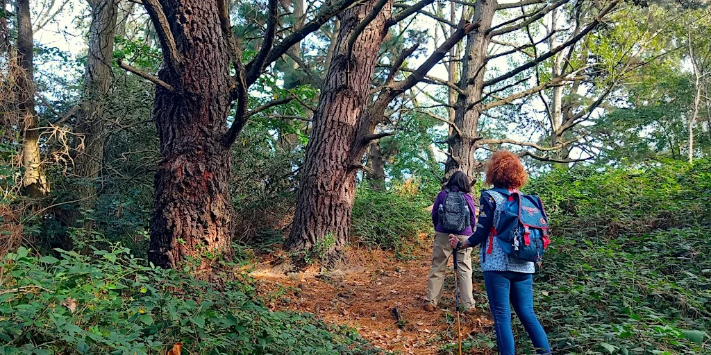 Moor to Shore - Nature Walk at Turlin Moor and Upton Country Park at Foreland Road play area
