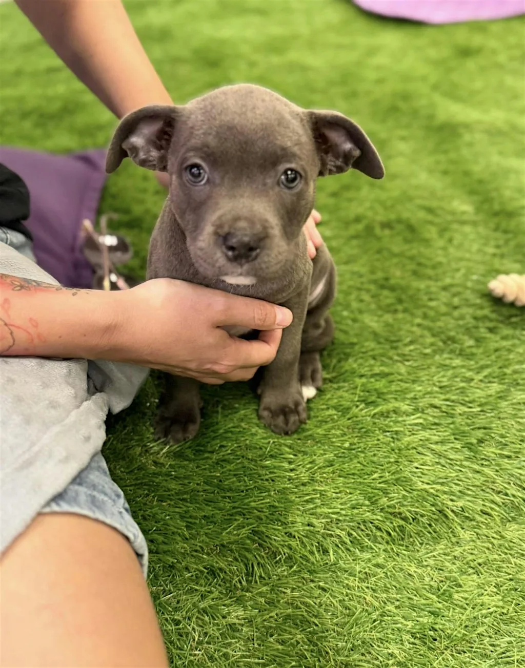 UKs Best Therapy! Cuddle & Play with Staffy Pups. Enjoy a free Drink at Kennington