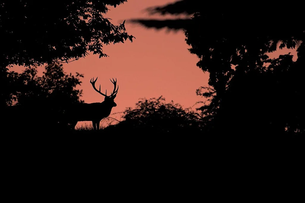 Wex Workshops: Red Deer Rut Photography at Tatton Park