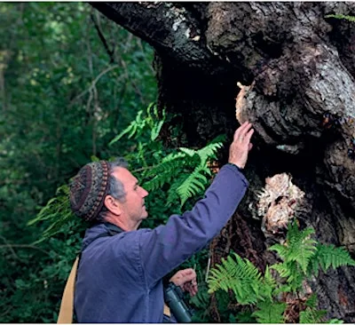 The Nature of Seeing - with author Mark Cocker