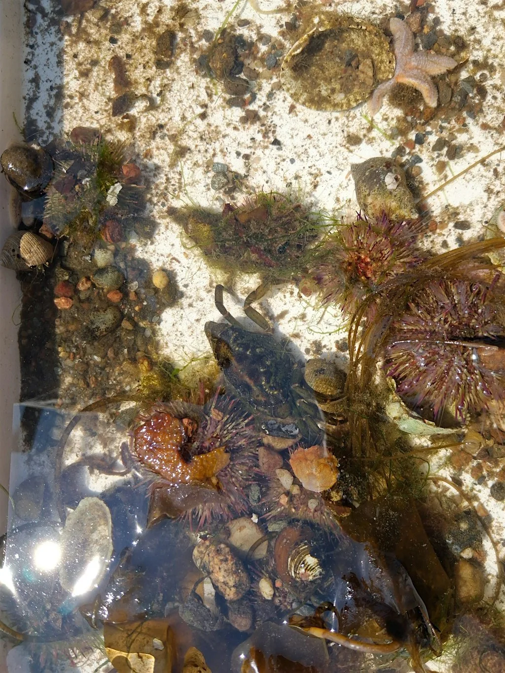 Seashore Safari to Bishops Bay