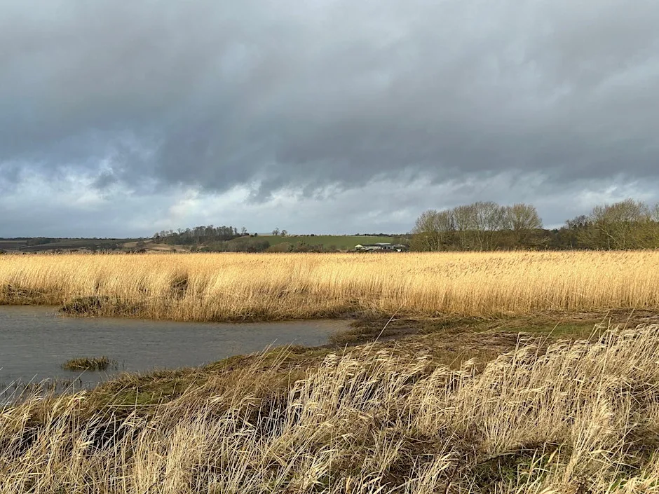 Coastal Habitats as Nature-Based Solutions