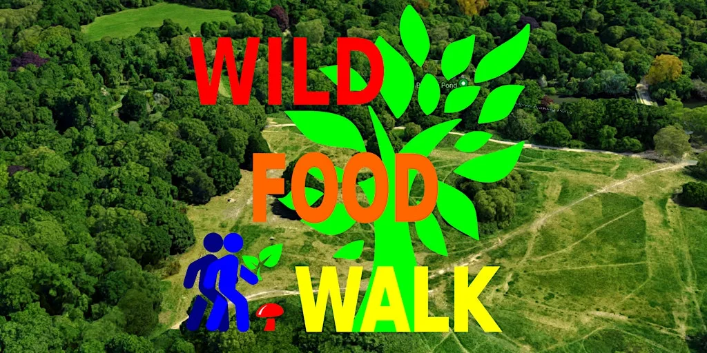 August Hampstead Heath (London) Wild Food Foraging/ Foragers Walk. at Hampstead Heath
