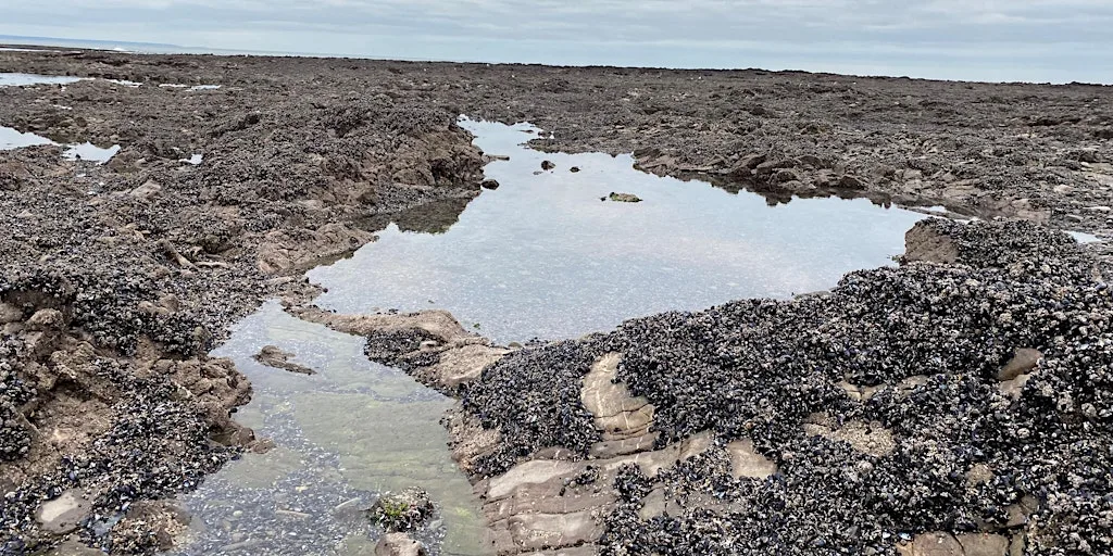 Seashore Safari: Port Eynon