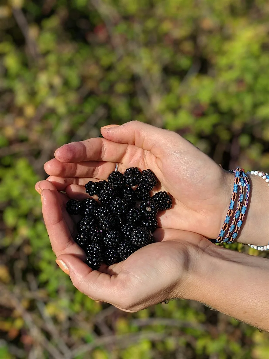 September Foraging Course - Heaton Park, Newcastle at Heaton Park