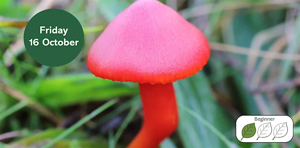 Waxcap Grasslands