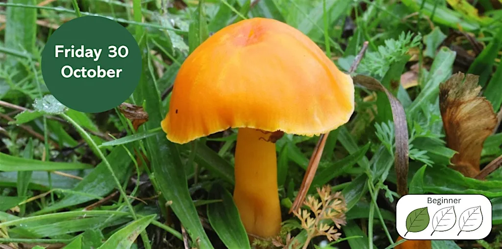 Waxcap Grasslands
