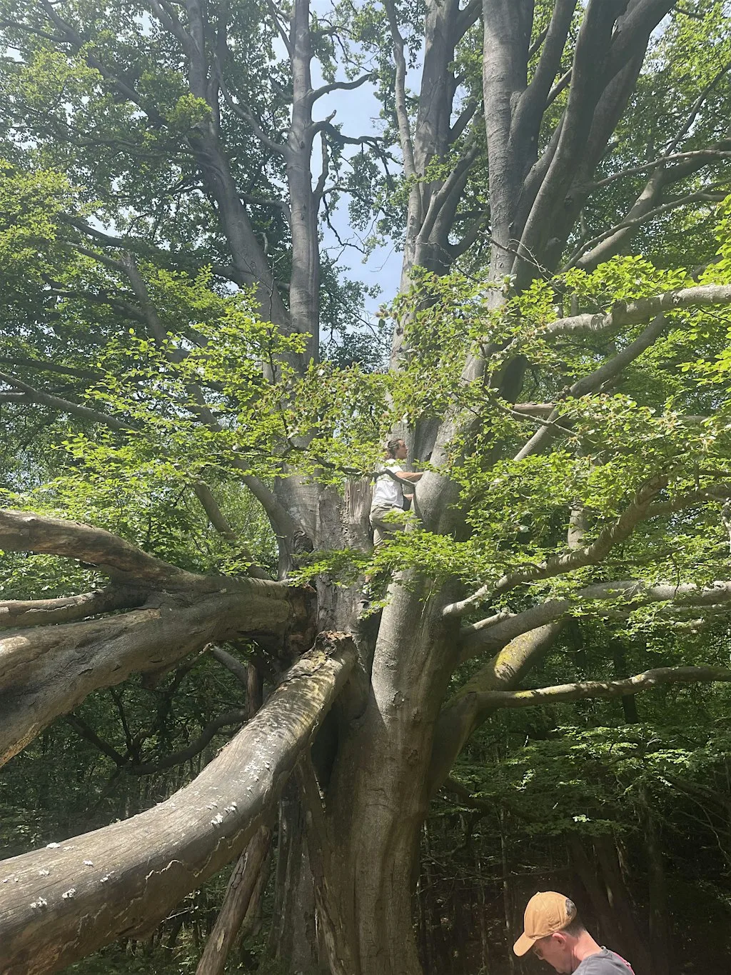 Trees in Translation