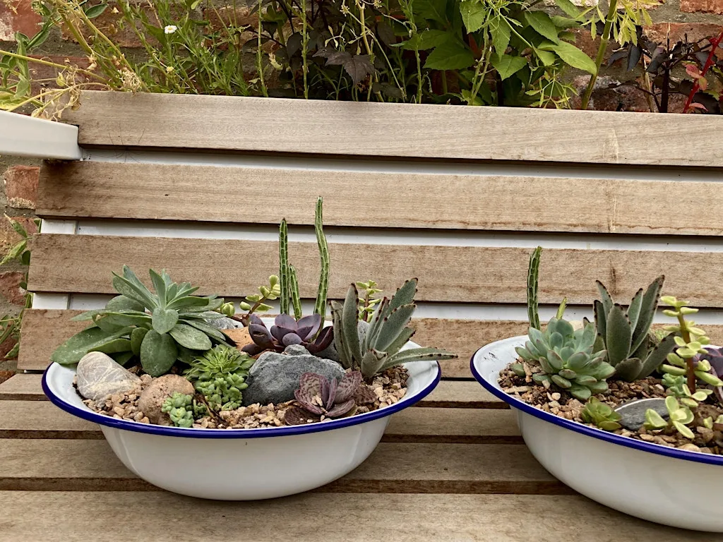 Large Indoor Succulent Planter