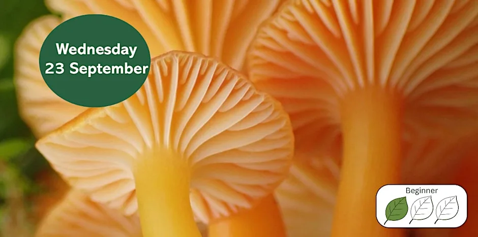 Introduction to Waxcap Grasslands at Gosforth Nature Reserve