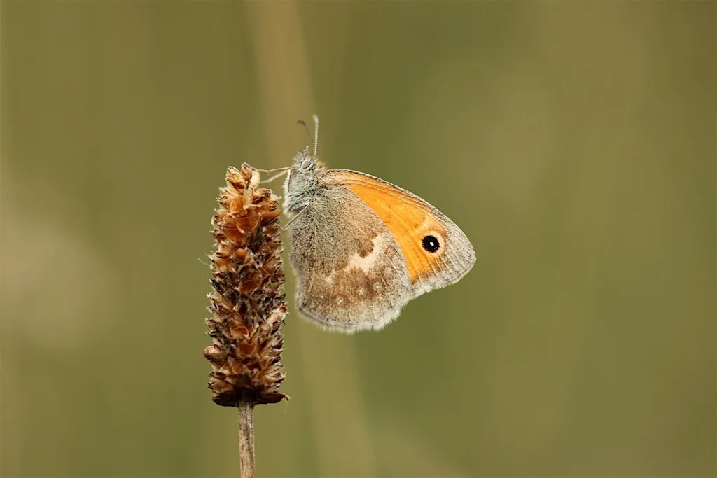 Free Guided Wildlife Walk (28/07/2026) at Fulwell Quarry Nature Reserve
