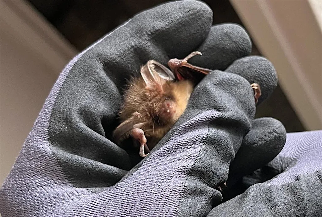 Bat Walk - Church of Our Lady, Seaton at Church of Our Lady, Seaton Delaval, Northumberland