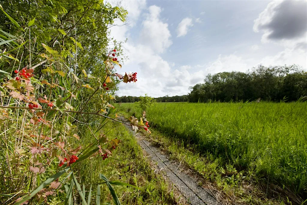 Upton Broad wildlife walk (19 September) at Upton Broad and Marshes