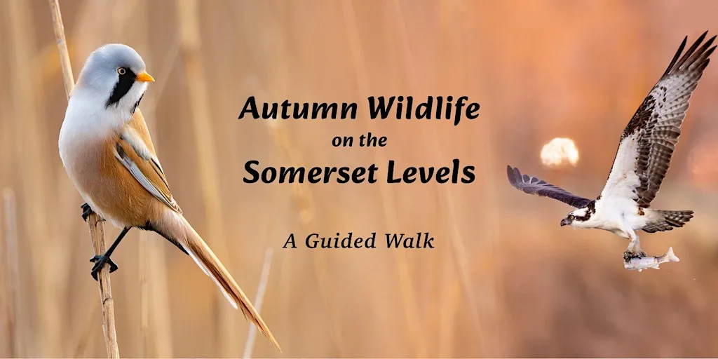 Autumn Wildlife on the Somerset Levels - A guided walk at Avalon Marshes Centre