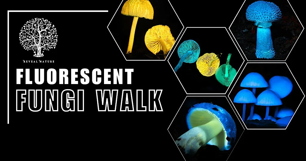 Fluorescent Fungi Glen Finglas