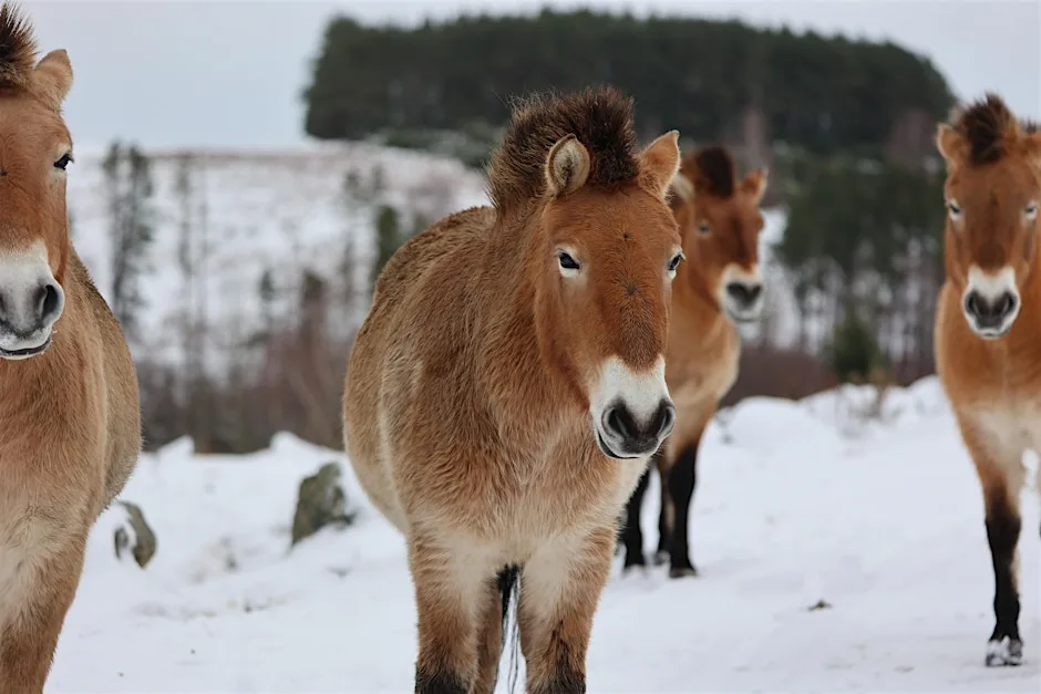 Winter Explorers at Highland Wildlife Park 2026 at RZSS Highland Wildlife Park