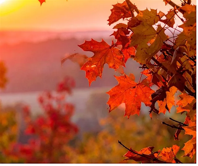 Autumn Equinox Yin Yoga,Cacao & Sound Therapy