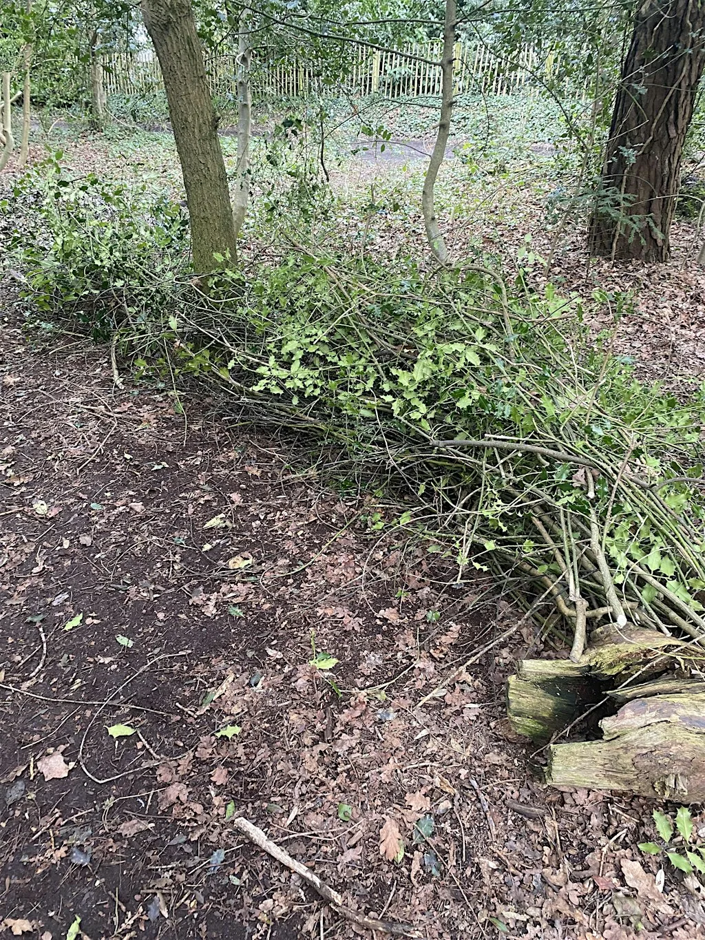 Green Skills: Hedge Maintenance at Slades Park Pavilion