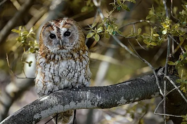 Wex Experience Day: Static Barn Owls & Hawk Photo Walk | Nottingham