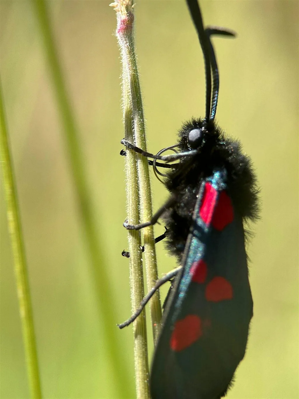 Green Skills: Butterfly Transect at Mayford Road