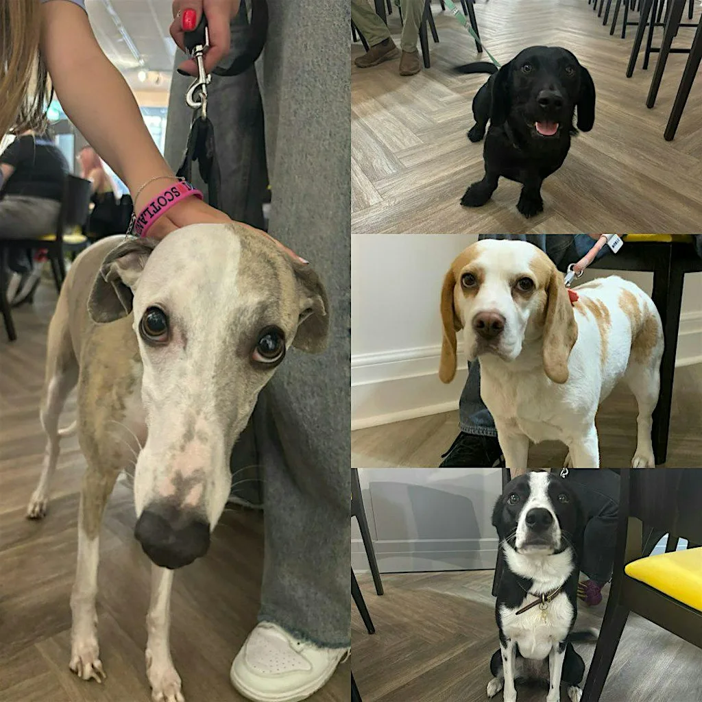 Coffee and paint your pet! Art workshop with Steph Brown at Glasgow Art Cafe