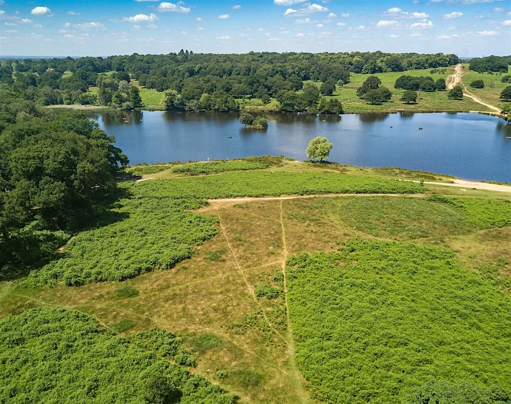 Richmond Park's Lost Waterways: A Walk Through Nature and Time