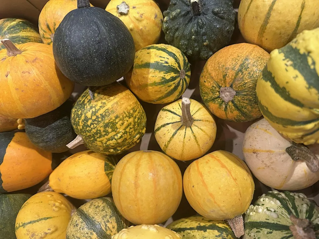 Kids Floral Pumpkin Workshop at The Flower Plant