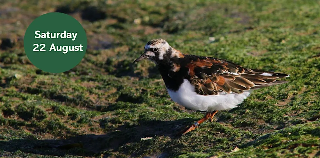 Gosforth's Wild Web: Coastal Wildlife Walk at Tynemouth Priory and Castle