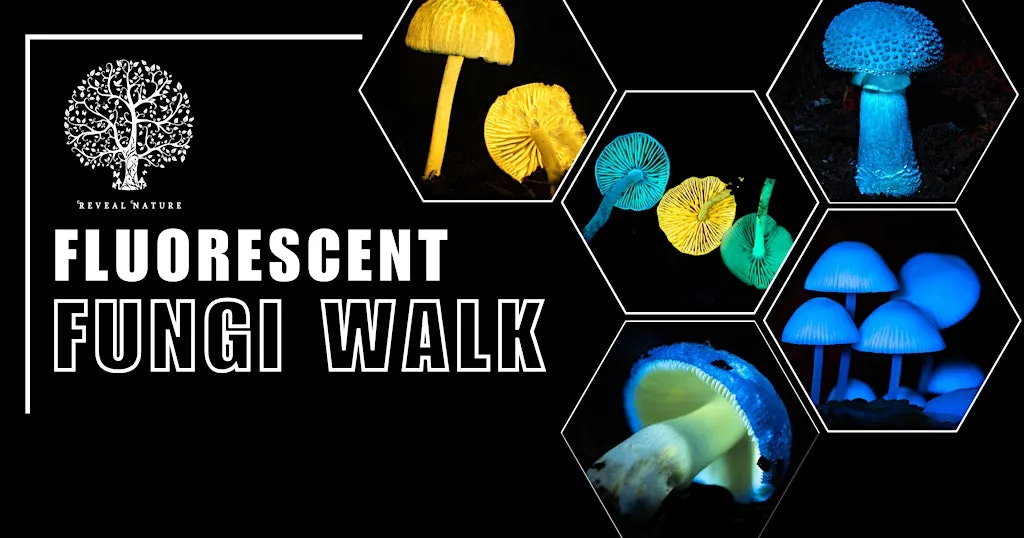 Fluorescent Fungi Mousehold Heath 4