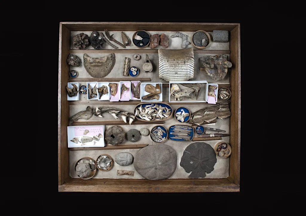 Behind the Scenes Tours at the Sedgwick Museum Collections Research Centre