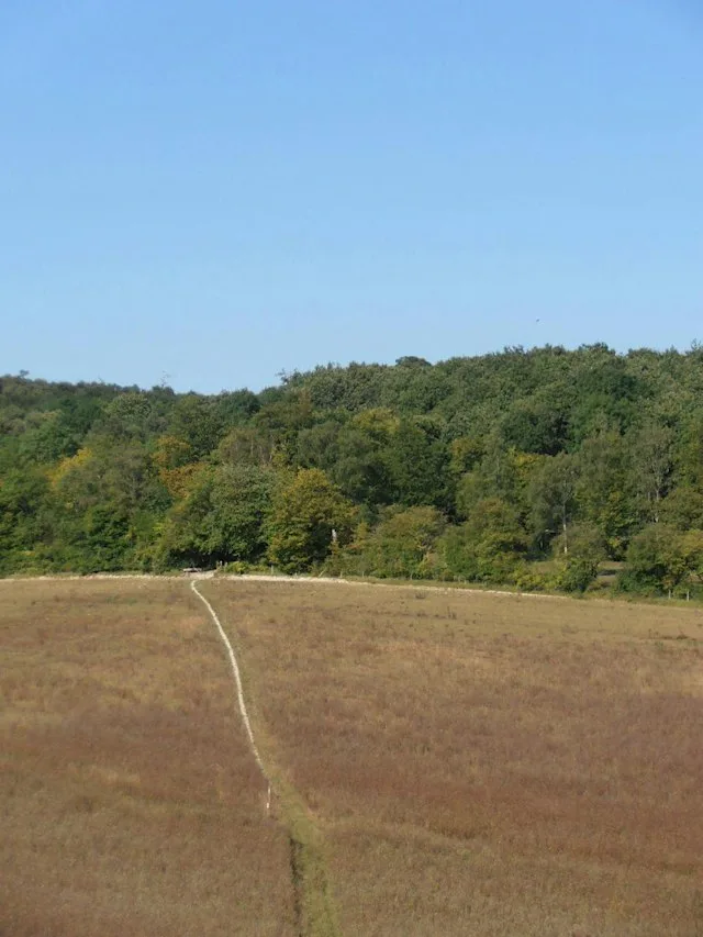 North Kent Woods & Downs Woodland Management: Knowledge Exchange