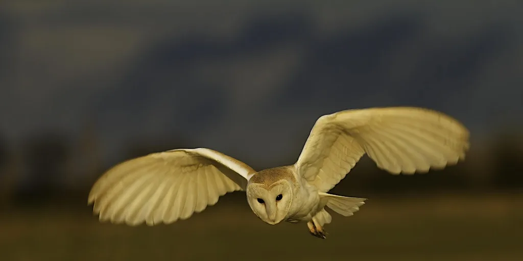 Owl Talk and Pellet Dissection (for adults) - Sutton Courtenay, Wednesday 21 October at Sutton Courtenay Environmental Education Centre