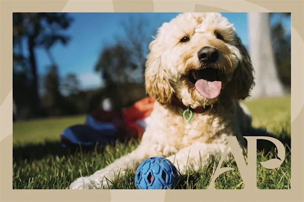 Paws in the Park