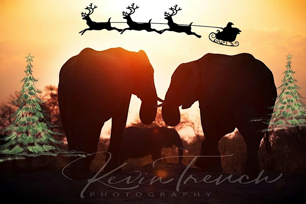 Southern Africa Christmas Market 2026 at Springfield Community Campus
