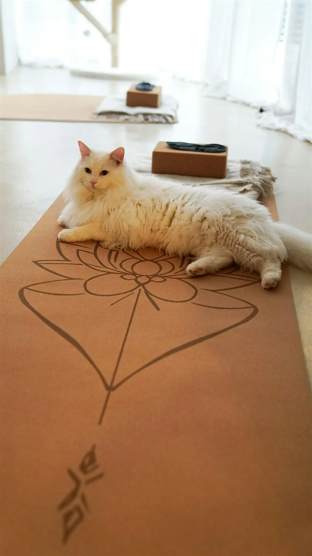 Cat Yoga