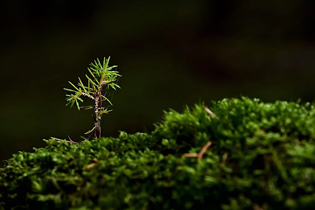 Cost of carbon capture: creating a wee forest on a small budget