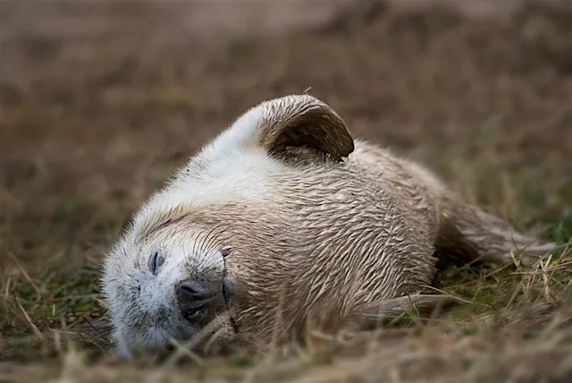 Wex Workshops: Donna Nook Grey Seal Photography Experience Day with SONY