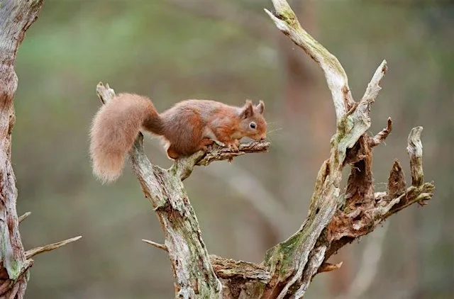 Guided walk and mini-Bioblitz with Laikenbuie Ecology Trust at Laikenbuie