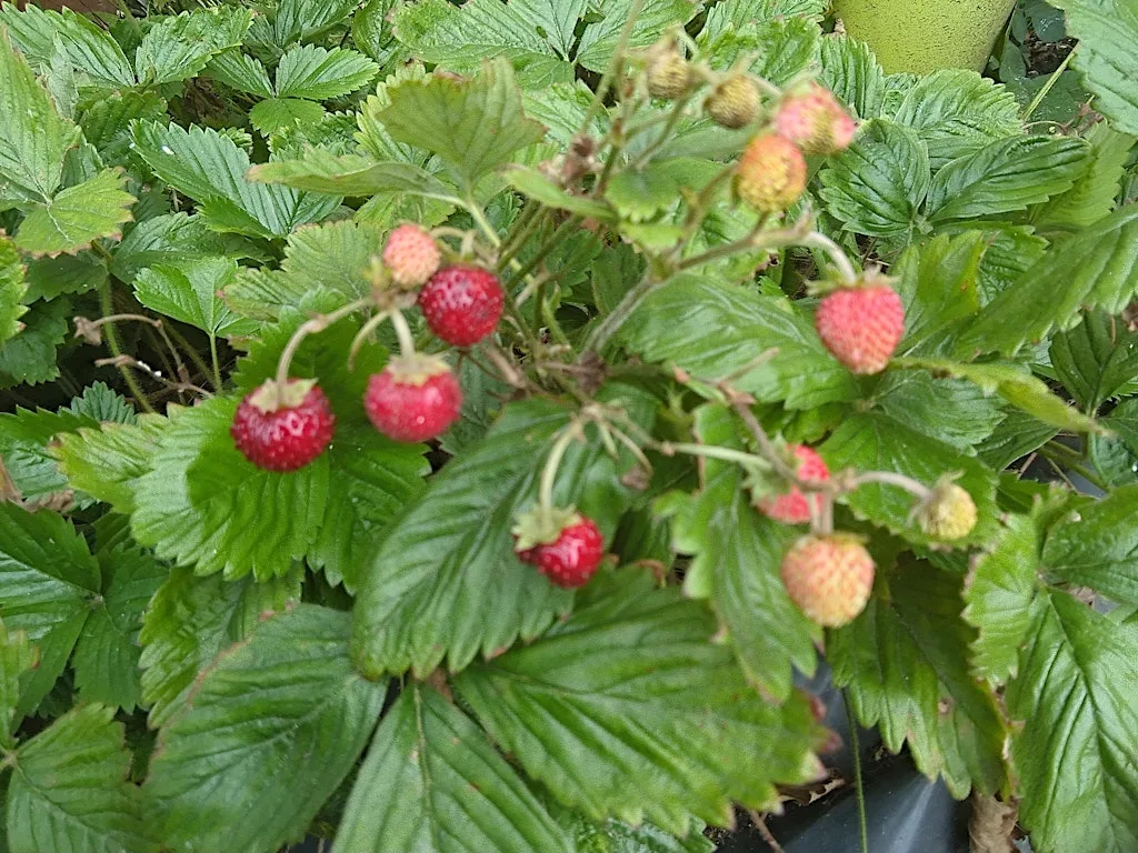 Foraging in Aberdeen, Seaton Park