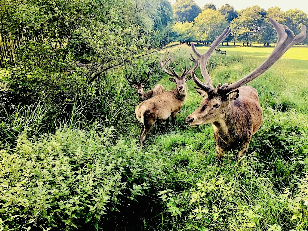 Shipley Country Park to Wollaton Park Cycling loop at Shipley Country Park Visitor Centre