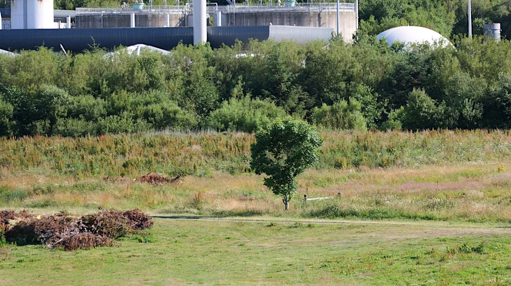 Introducing Silver City Trees