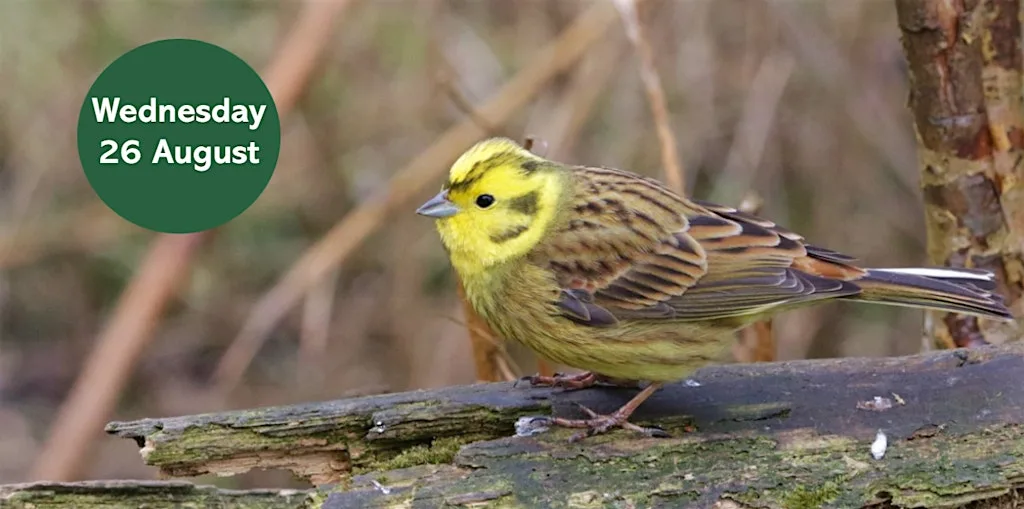 Gosforth's Wild Web: Summer Bird Walk