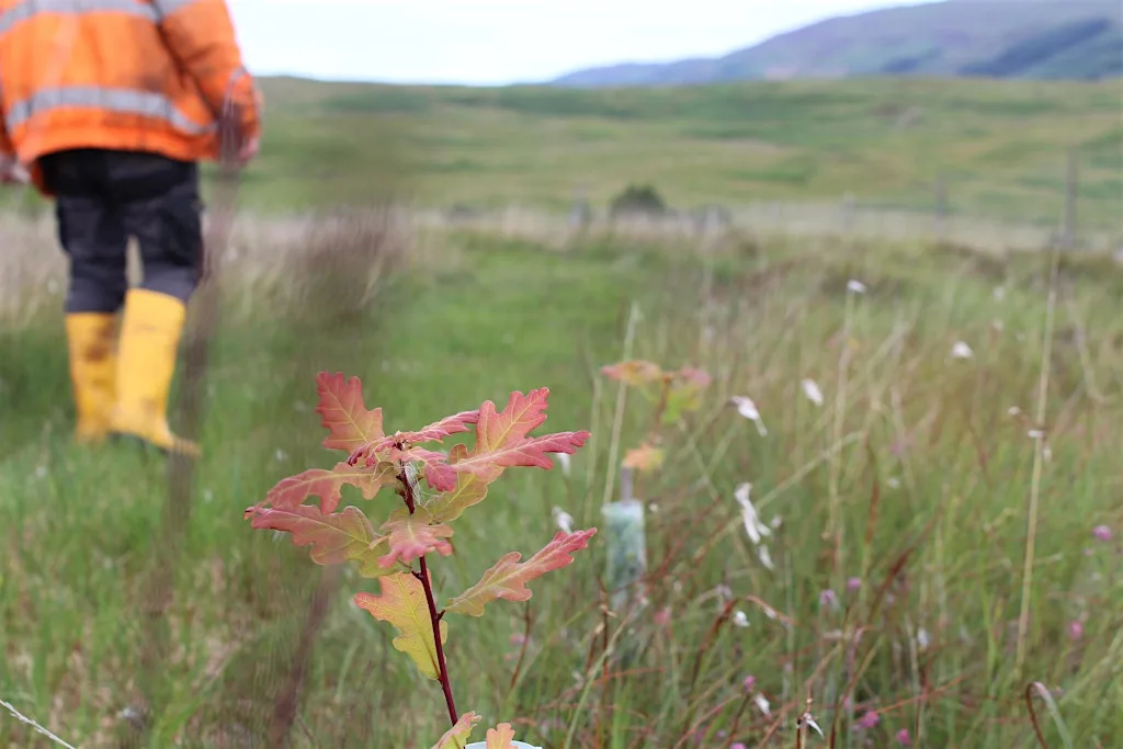 Mull Agroforestry Day at Crannich Farm