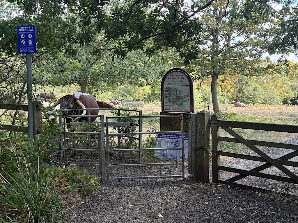 Stanmore wildlife walk and sound bath at Stanmore Common Nature Reserve